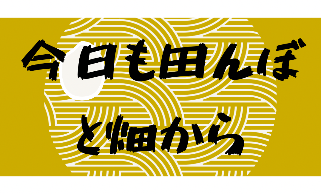 今日も田んぼと畑から