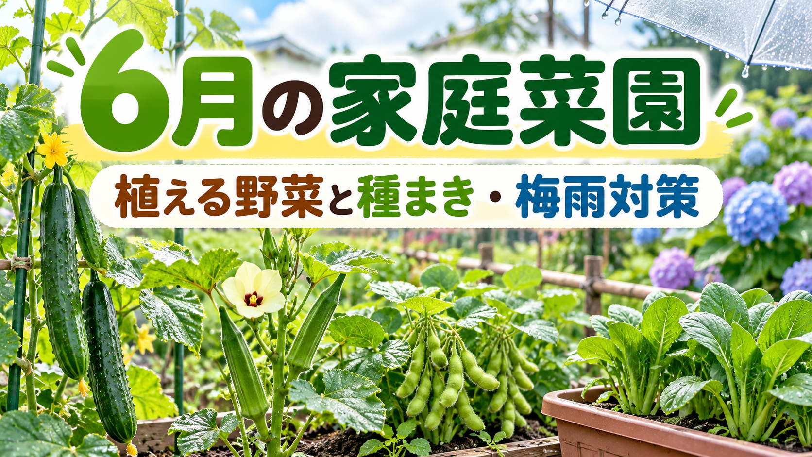 6月の家庭菜園で育てるキュウリ・オクラ・エダマメ・コマツナと、種まきや梅雨対策を紹介するアイキャッチ画像