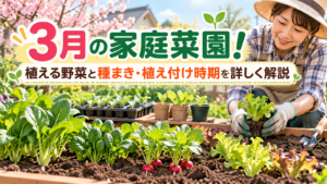 3月の家庭菜園で小松菜・ラディッシュ・レタスを育てる様子と、種まき・植え付け時期を解説するアイキャッチ画像