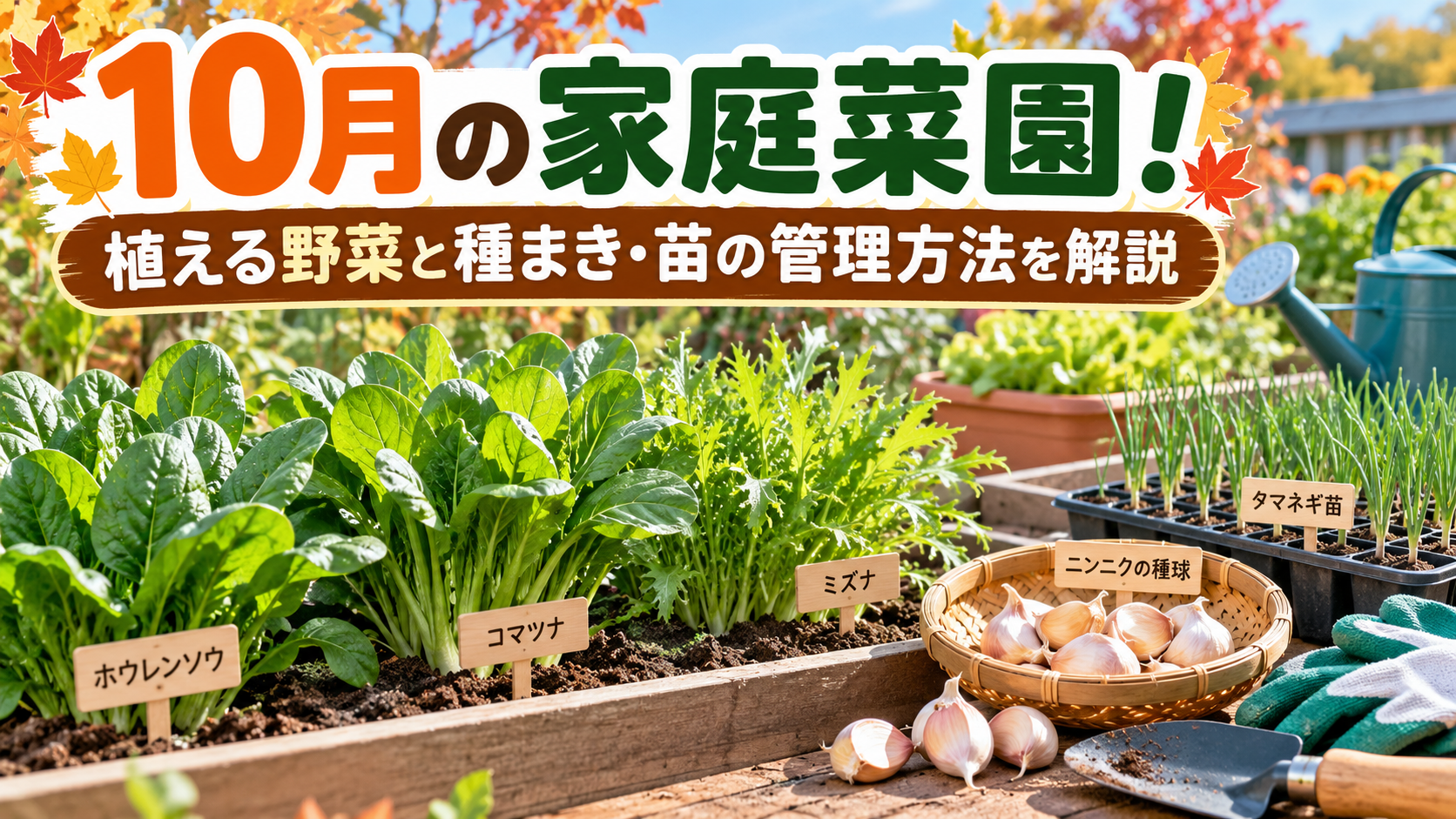 10月の家庭菜園で育てるホウレンソウ・コマツナ・ミズナと、ニンニクの種球やタマネギ苗を紹介するアイキャッチ画像