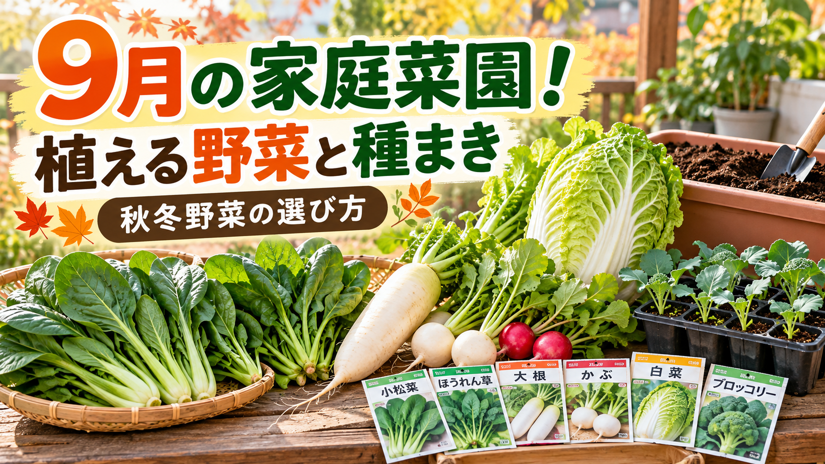 9月の家庭菜園で植える小松菜・ほうれん草・大根・白菜などの秋冬野菜と種まきの紹介